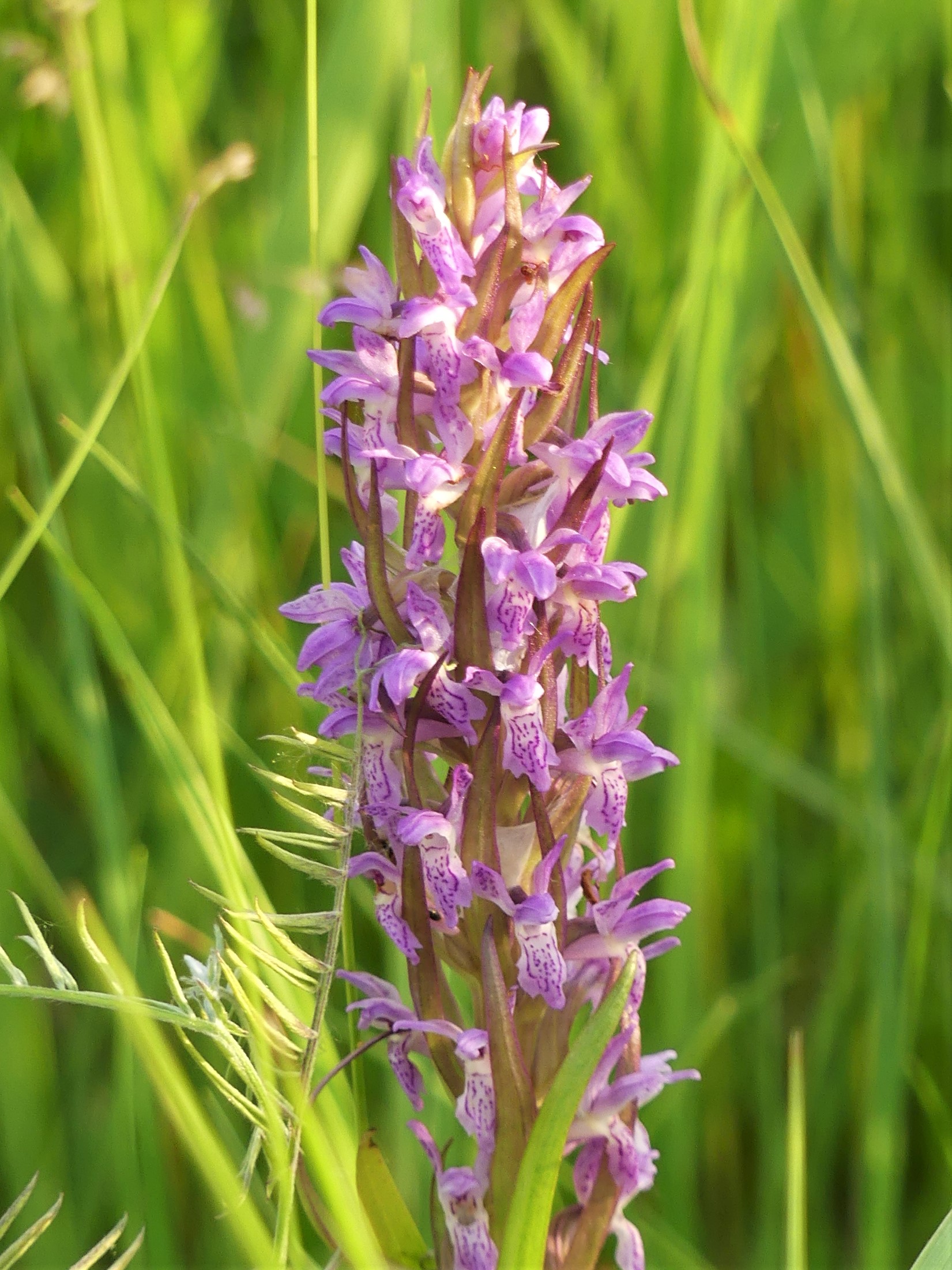 Hússzínű ujjaskosbor (fotó: Lengyel Hajnalka)
