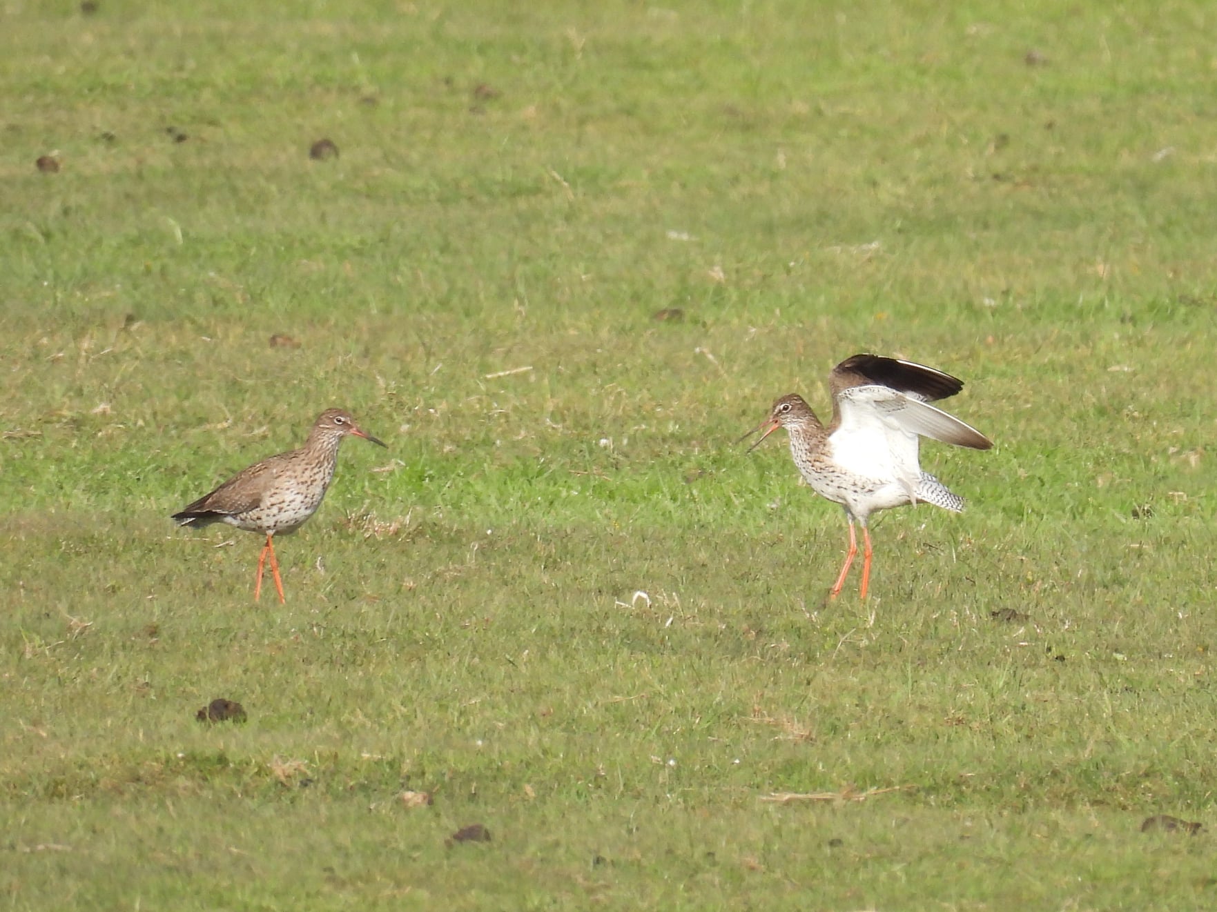 Piroslábú cankó (fotó: Kiricsi Ágnes)