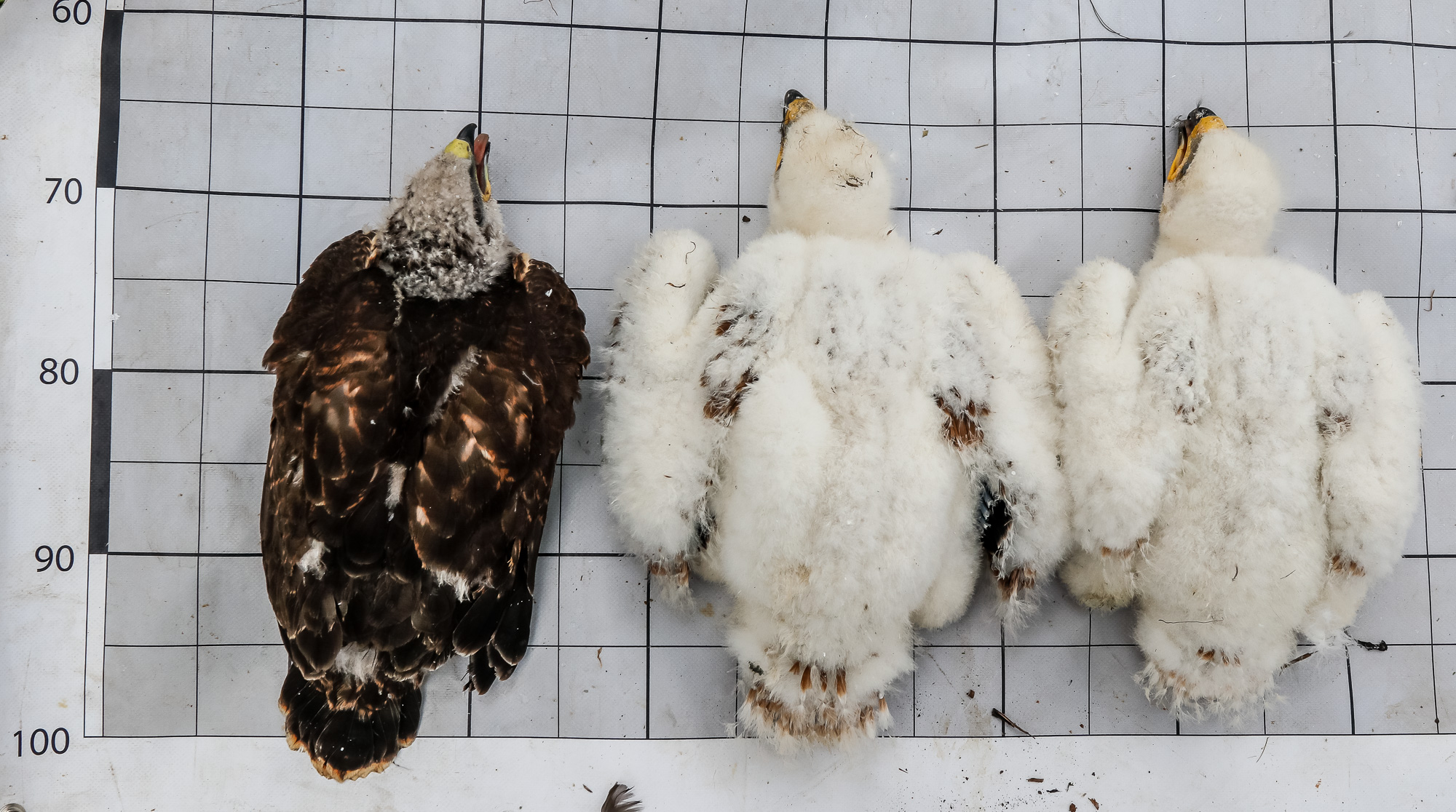 Egerészölyv-fióka parlagisas-fészekben, 2020-ban: a kisebb termetű, gyorsabban növekvő és valószínűleg idősebb ölyvfióka repülő- és testtollai előbb kifejlődtek, ezért már sötét színű, míg a mostohatestvér sasfiókák még mindig a kikeléskori fehér pihés tollazatukat viselik (fotó: Horváth Márton)