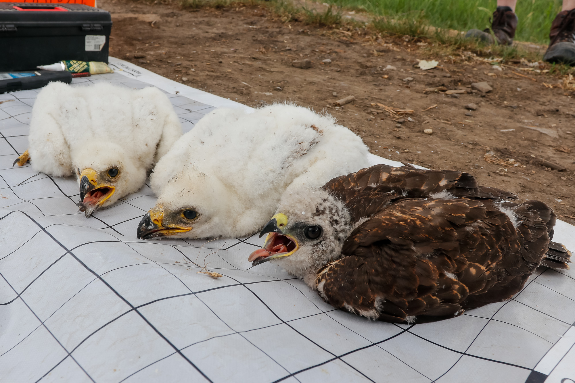 Egerészölyv-fióka parlagisas-fészekben, 2020-ban: a kisebb termetű, gyorsabban növekvő és valószínűleg idősebb ölyvfióka repülő- és testtollai előbb kifejlődtek, ezért már sötét színű, míg a mostohatestvér sasfiókák még mindig a kikeléskori fehér pihés tollazatukat viselik (fotó: Horváth Márton)
