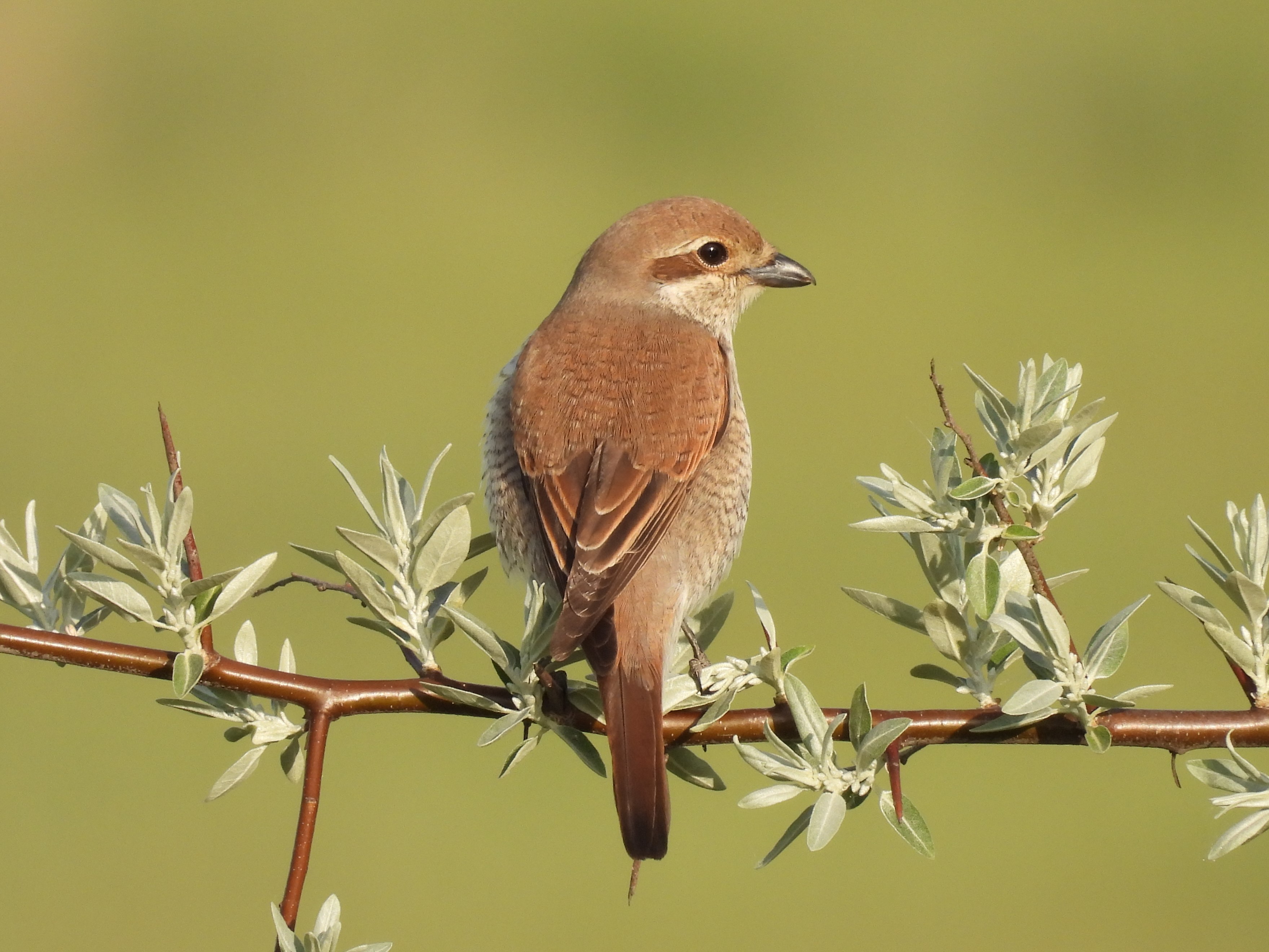 Tövisszúró gébics (fotó: Kiricsi Ágnes)