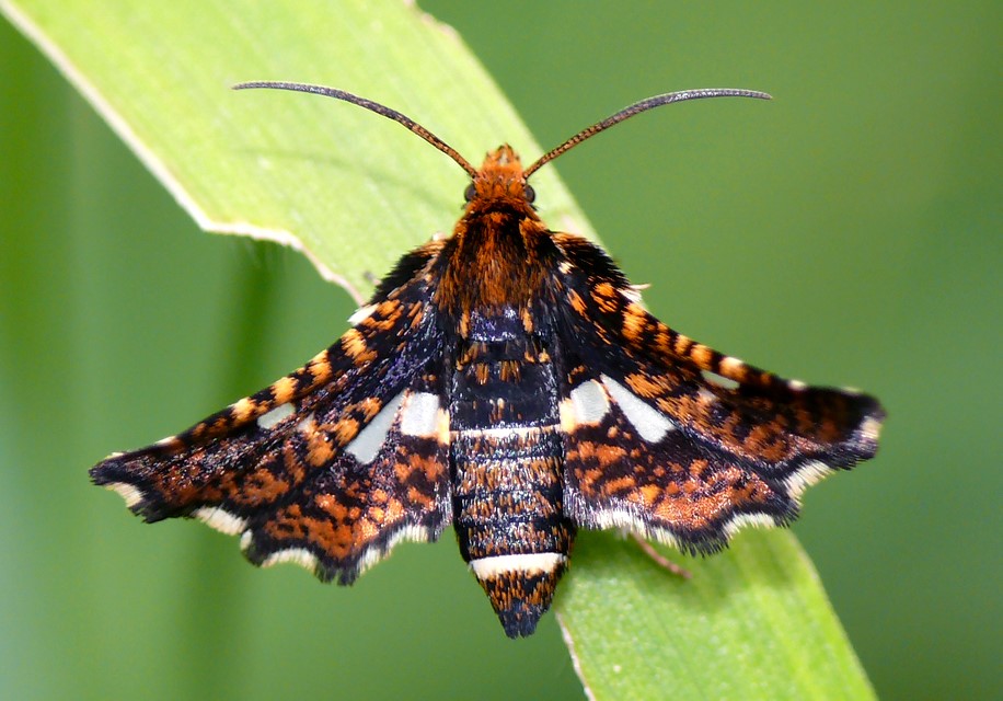 Gyakori ablakosmoly (Thyris fenestrella)