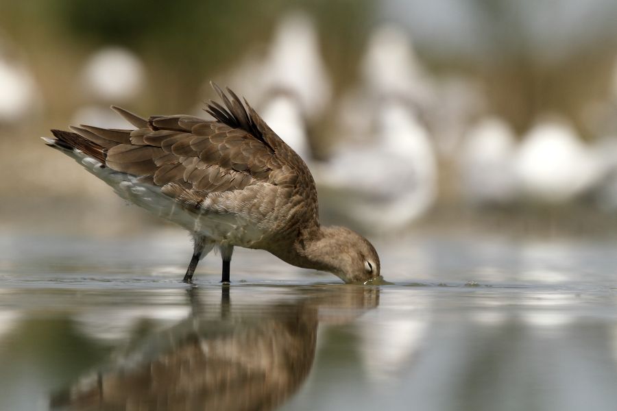 Vízimadarak - Nagy goda