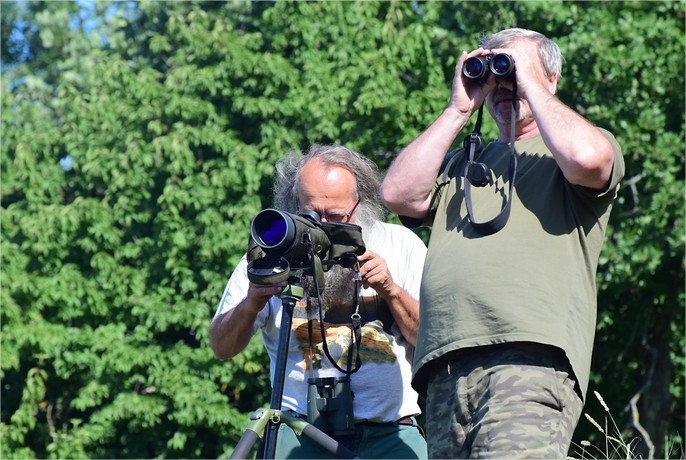 kígyászölyv lesen