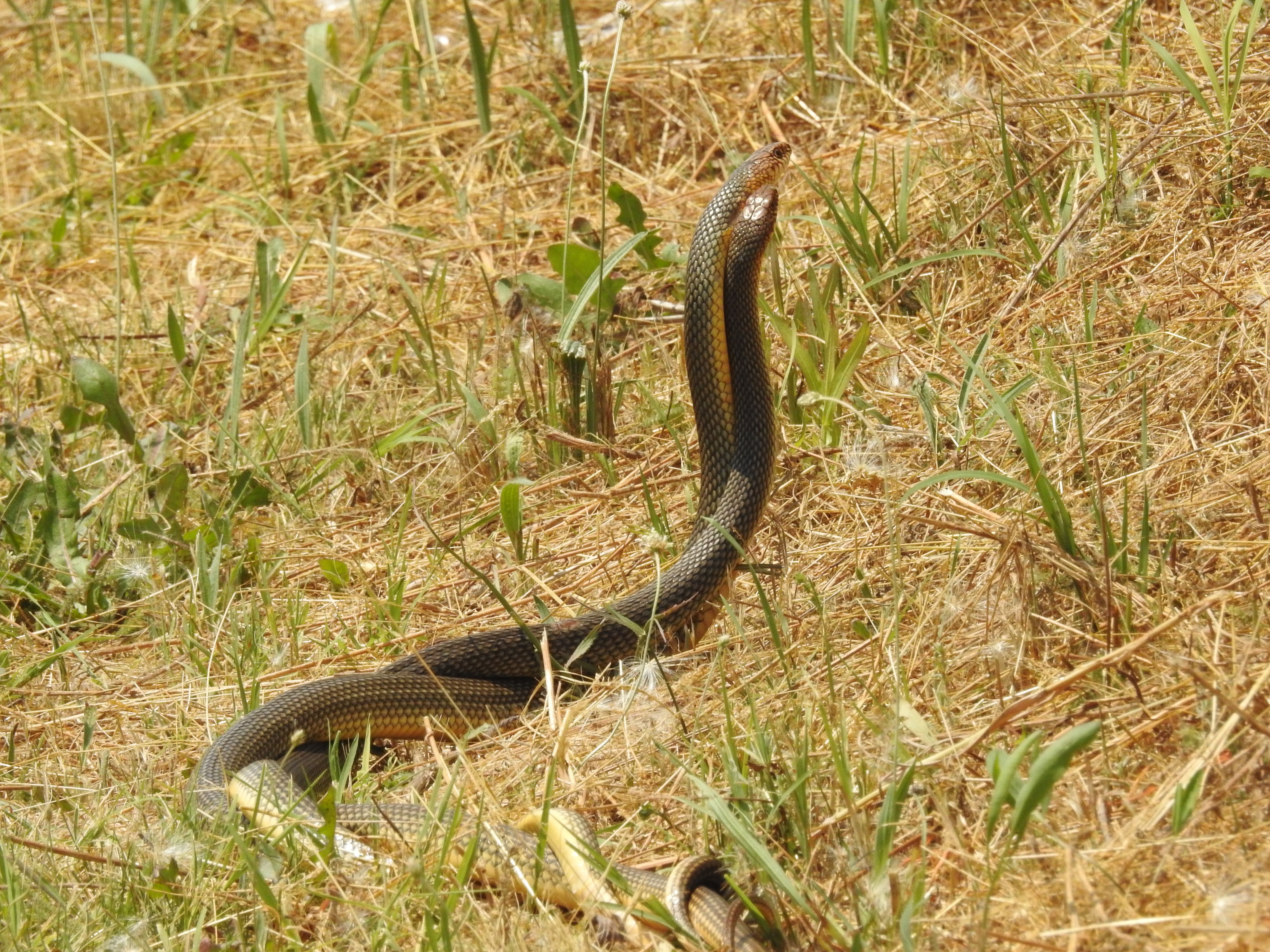 A hímek a nászidőszakban megküzdenek a nőstényekért. Látványos harcukat régen táncnak vélték. A kaszpi haragossikló a meleg, bokros füves helyeket kedveli. (Kép: Sabin Neatu)