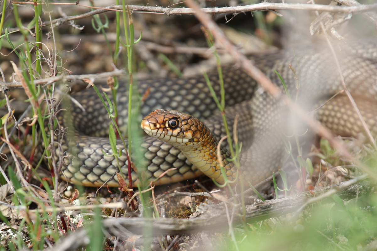 A kaszpi haragossikló nem vehető könnyen észre az aljnövényzetben, ahol éberen figyel, ha potenciális ragadozó közeledik felé.  (Kép: Halpern Bálint)