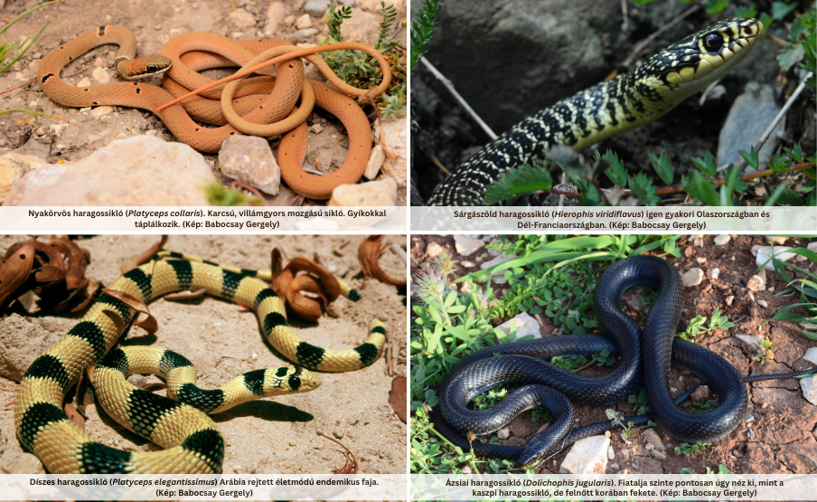 Európában több haragossiklófaj is megtalálható.