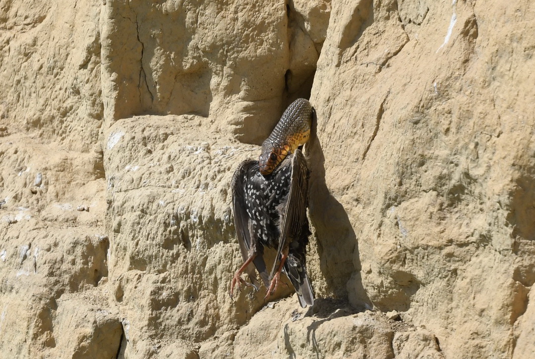 Löszfalon seregélyt zsákmányoló kaszpi haragossikló (Fotó: Klép Sándor)