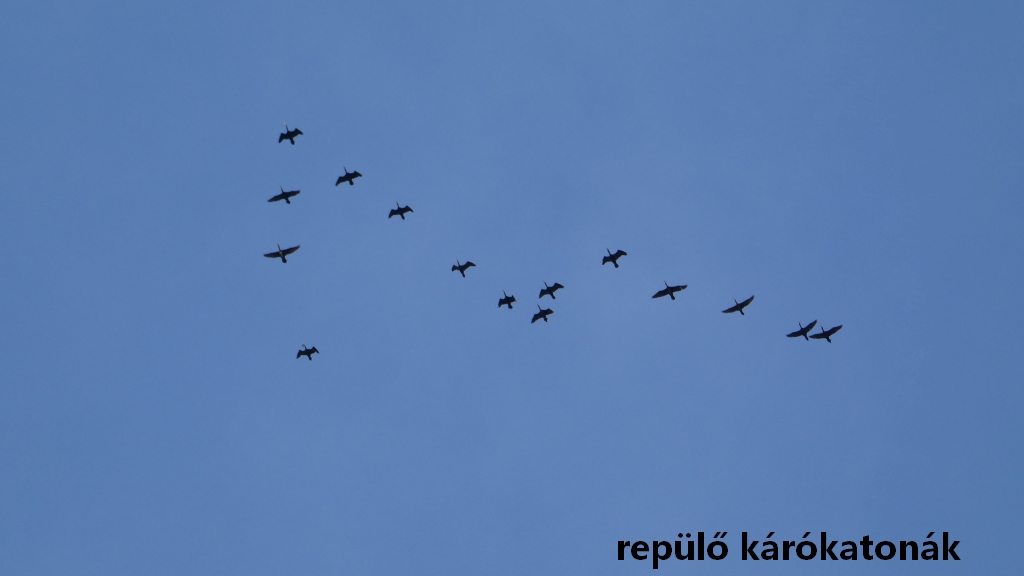 repülő kárókatonák