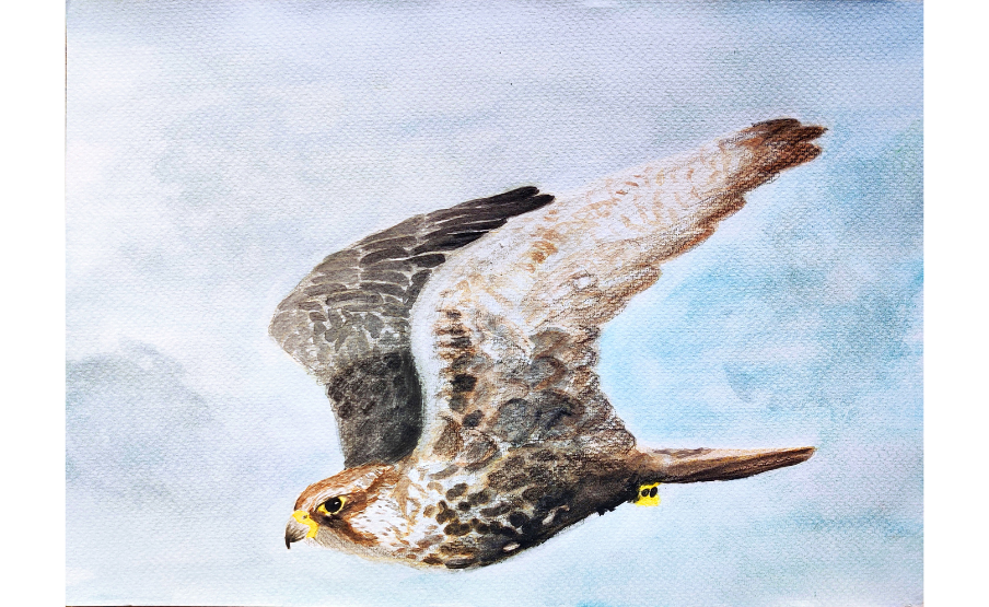 3. helyezett: Gellért-Vigh Franciska (2010)