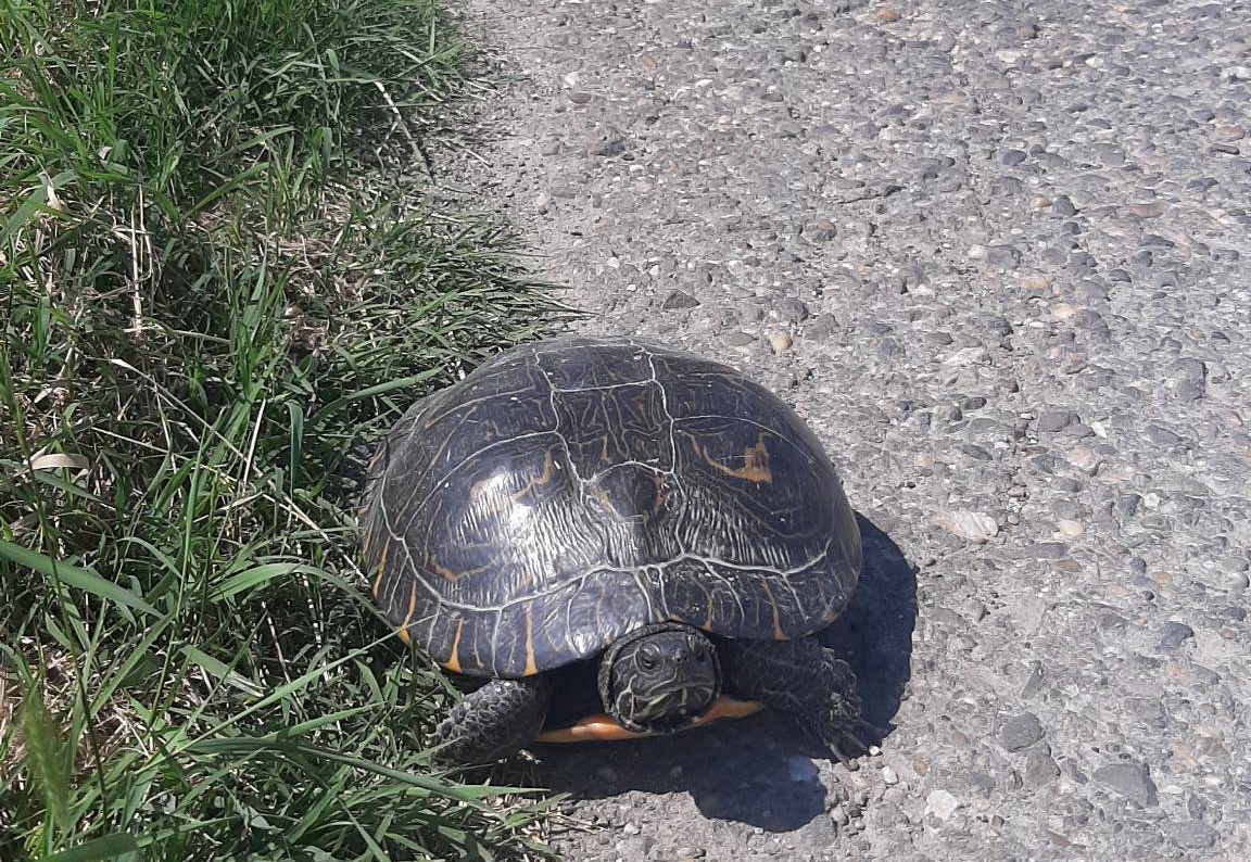 Nőstény hieroglifás ékszerteknős (Pseudemys concinna) Alsónémedi környékén (Fotó: Halpern Bálint)