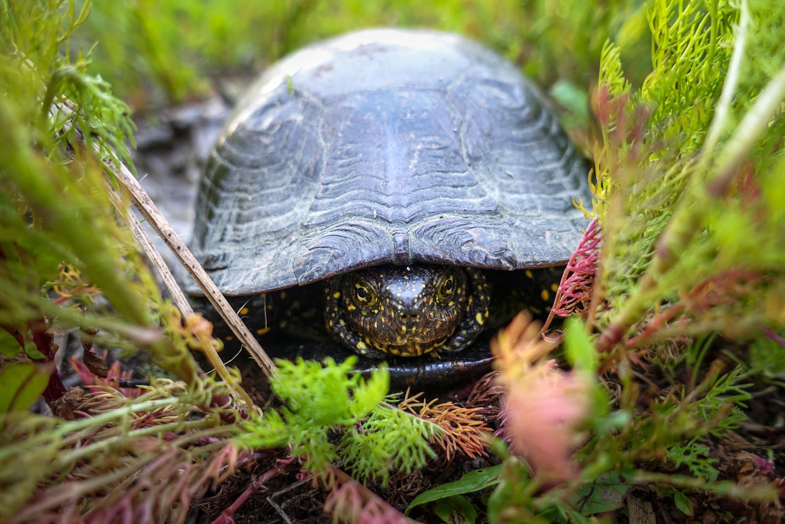 Nőstény mocsári teknős (Fotó: Pálvölgyi Krisztina, forrás: Herptérkép)