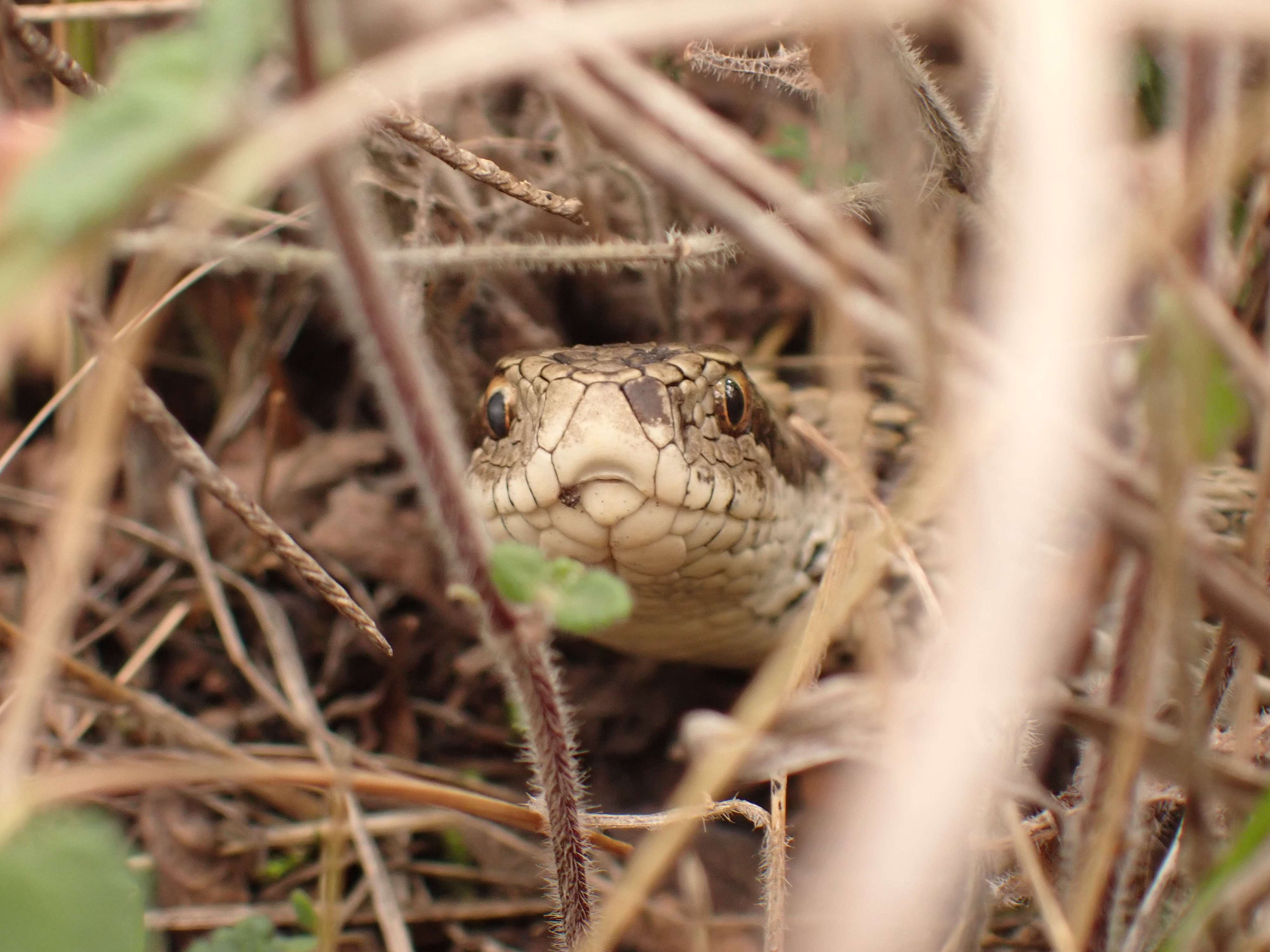 Rákosi vipera élőhelyén (fotó: Halpern Bálint)