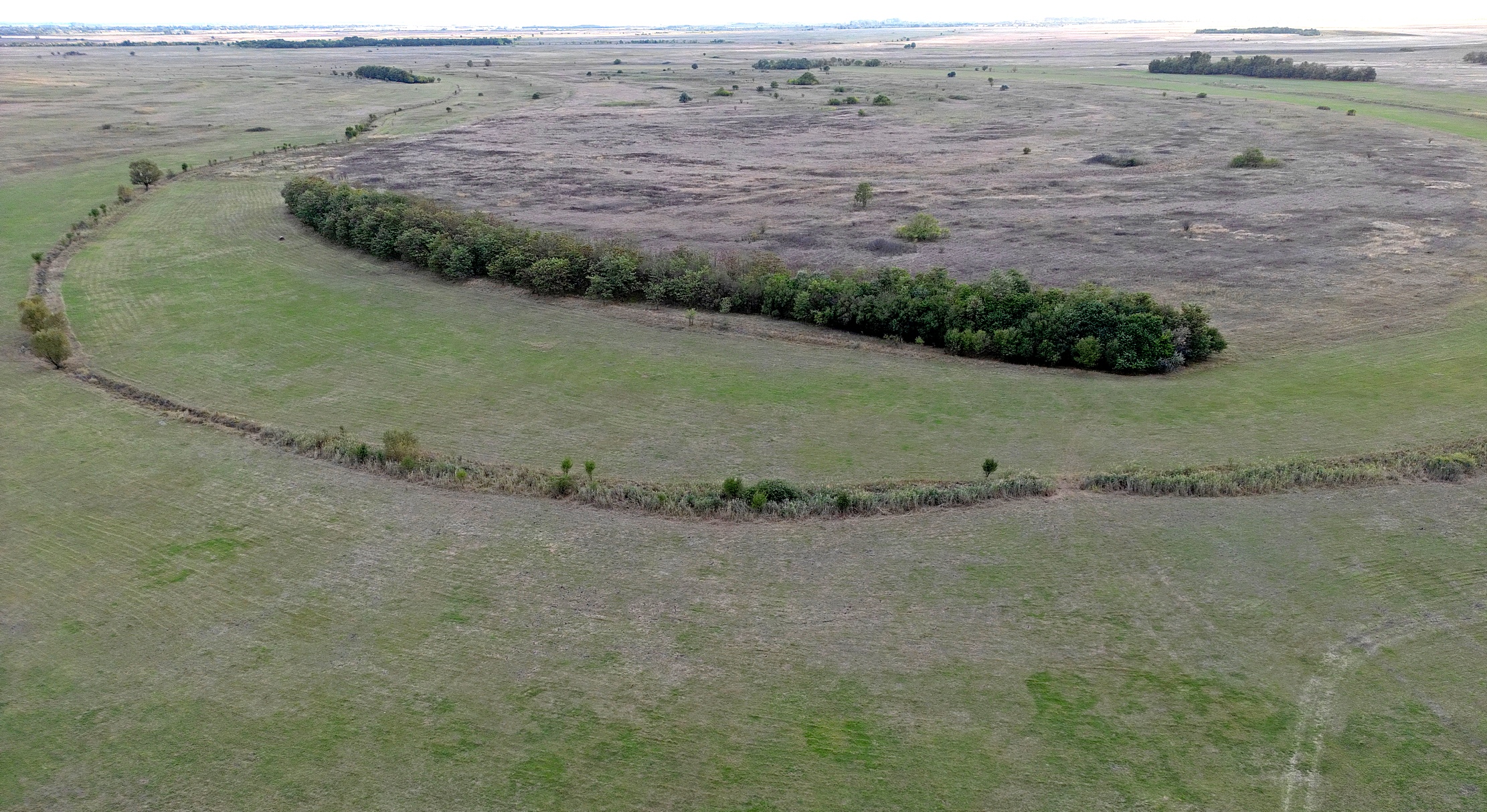 Kék vércse gyülekezőhely (fotó: Gergely József)