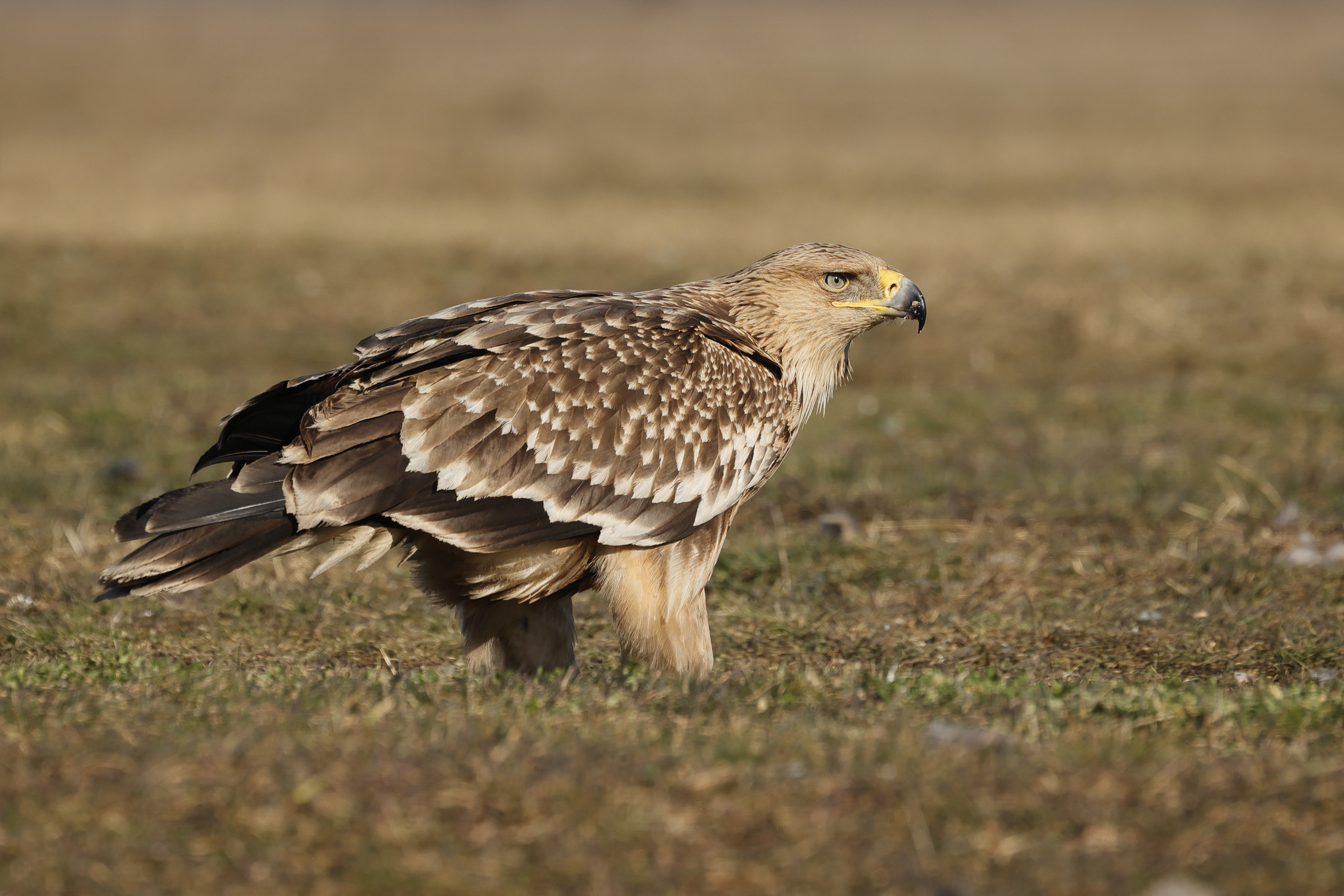 Második éves parlagi sas (fotó: Orbán Zoltán)