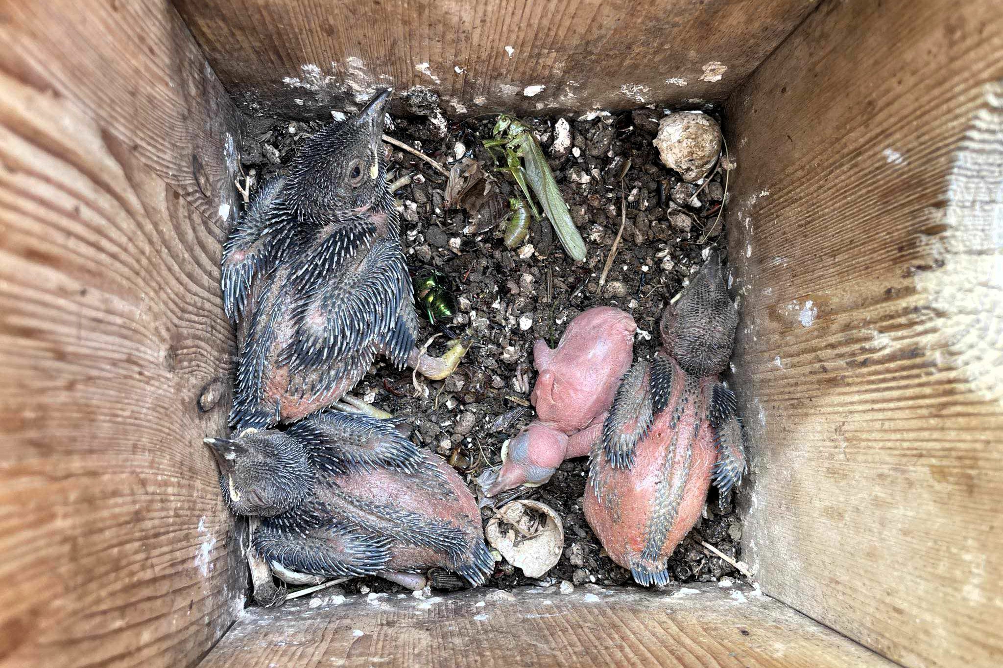 Frissen kelt fiókák / Fotó: Jakab Sándor