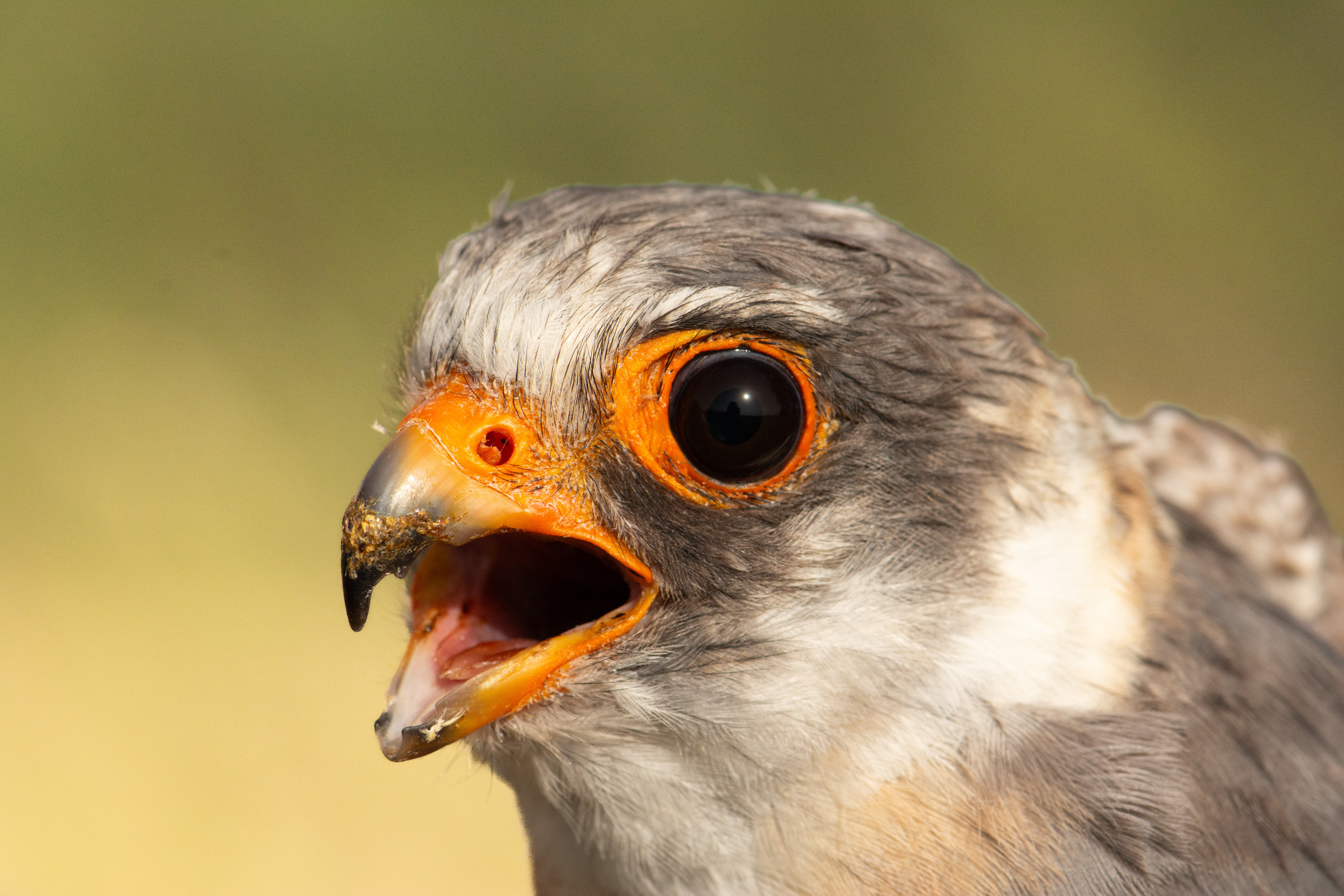 Kék vércse (Fotó: Lendvai Csaba)