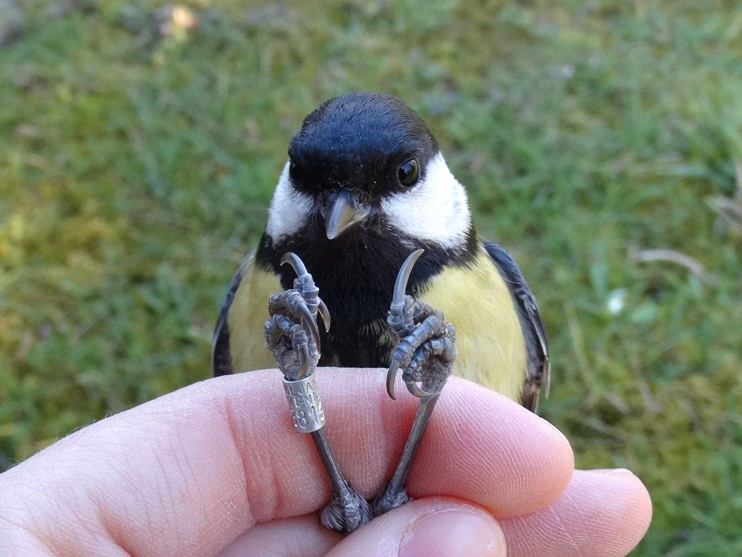 Gyűrűs széncinege