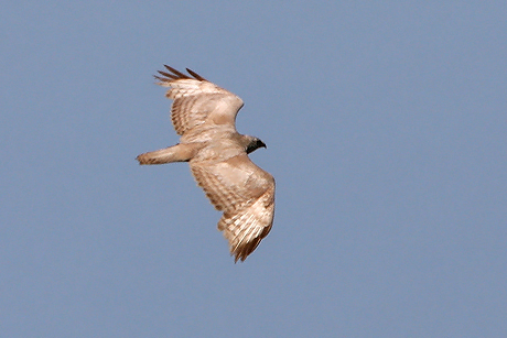 2012 év madara az egerészölyv (Fotó: Kovács András - RaptorImages.hu).