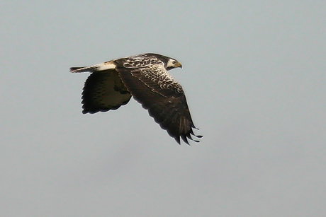2012 év madara az egerészölyv (Fotó: Kovács András - RaptorImages.hu).
