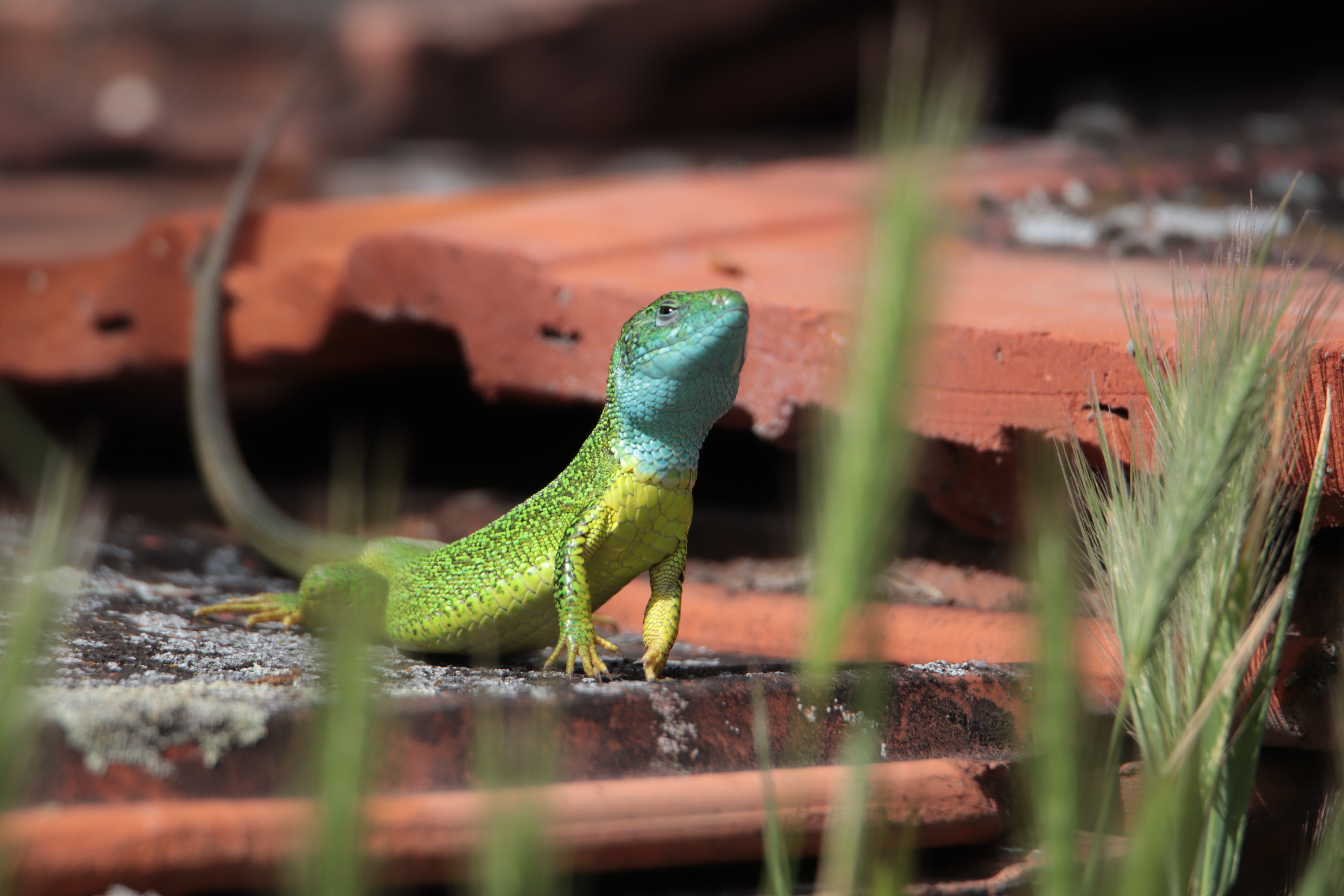 Fotó: Tóth Balázs