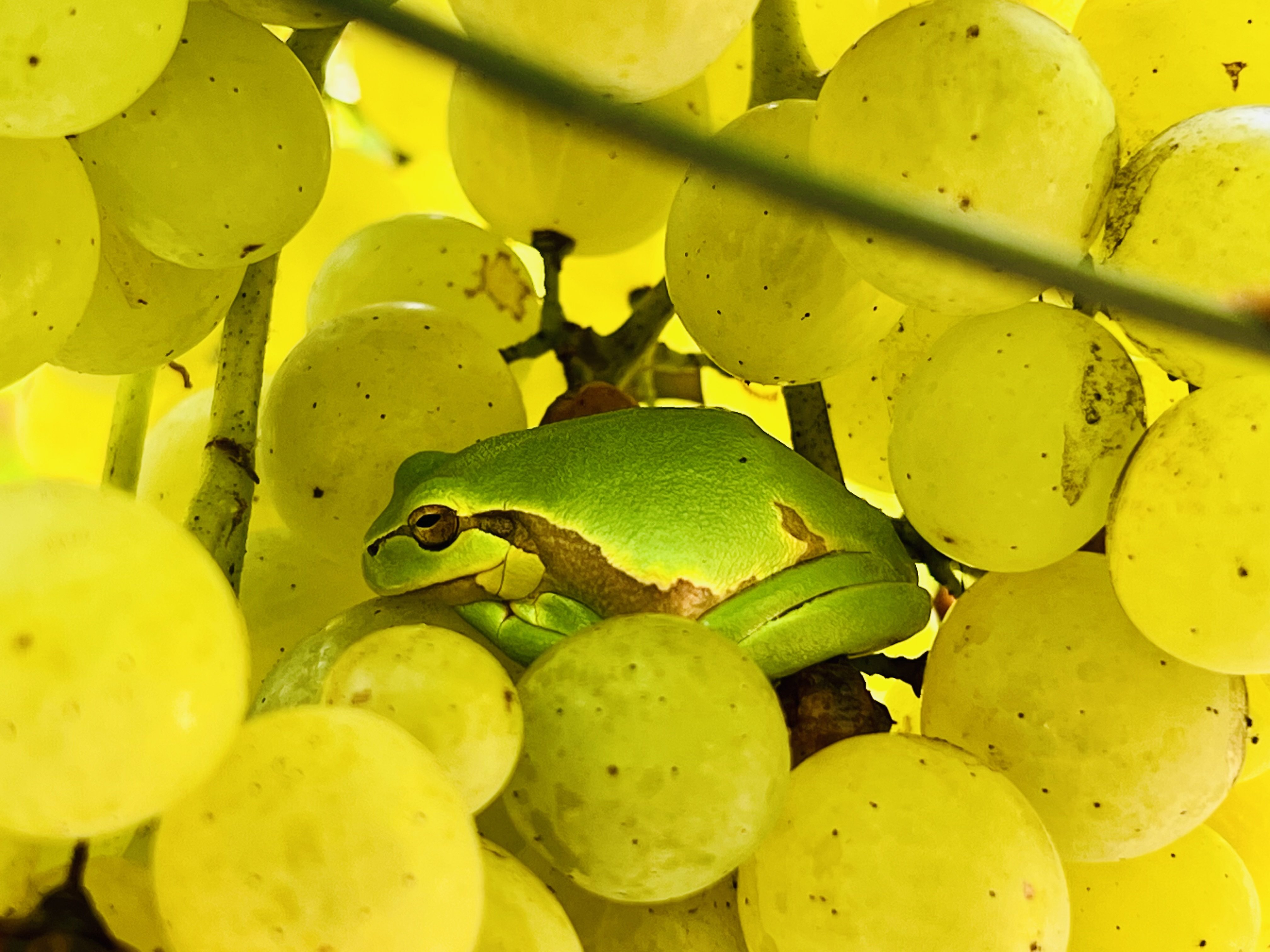 Fotó: Németh Tamás