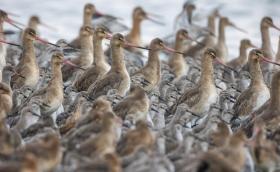 godák partfutókkal