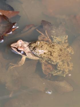 Néha eltévedt amplexus is előfordul, ezen a képen erdei békával. (Fotó: Vörös Judit)