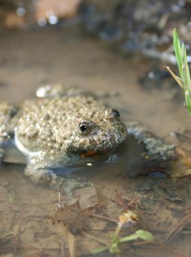 Sárgahasú unka (Bombina variegata) Fotó: Vörös Judit