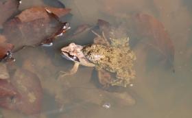 Néha eltévedt amplexus is előfordul, ezen a képen erdei békával. (Fotó: Vörös Judit)