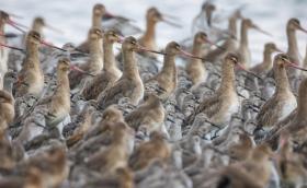 godák partfutókkal