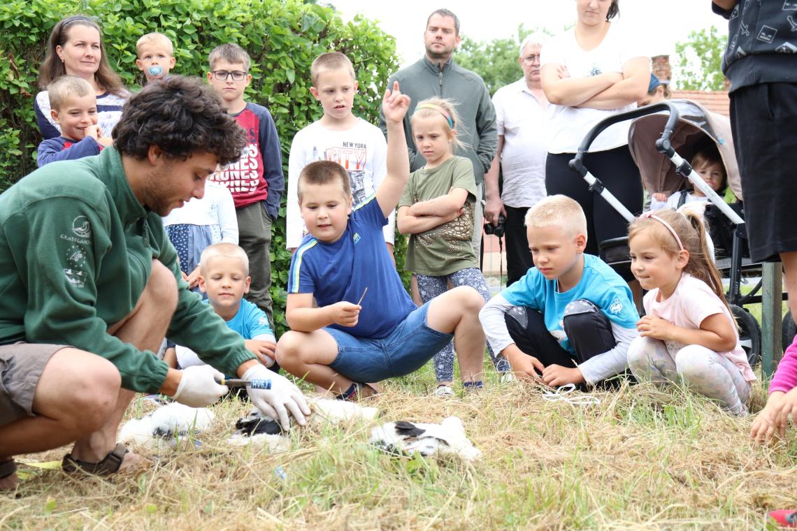 Gólyafióka gyűrűzés Szanyban 2023-ban. (Fotó: Juhász Kata)