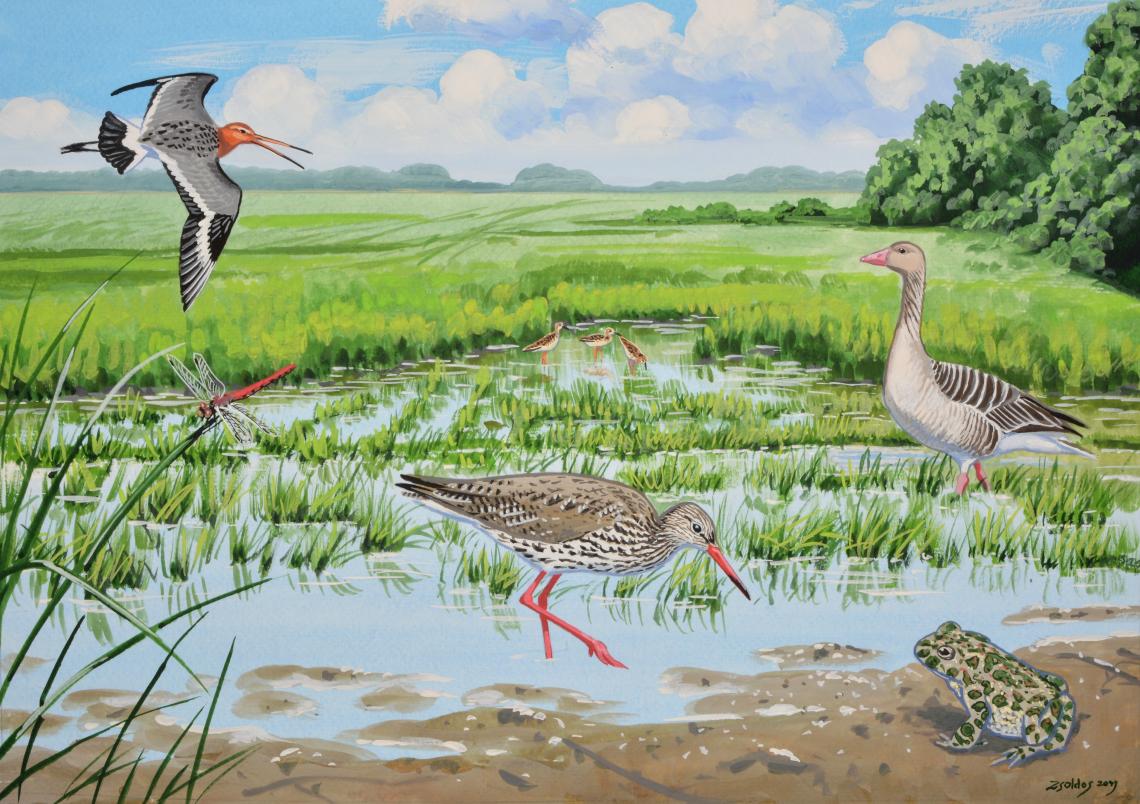 Belvizes_folt_életkép_Zsoldos_Márton