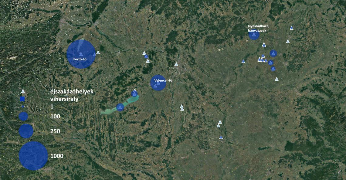 Szinte az összes aktív sirály éjszakázóhelyen megfigyeltek viharsirályokat, de a Fertő-tavon, Velencei-tavon és a nyékládházi bányatavakon észlelték a legtöbbet