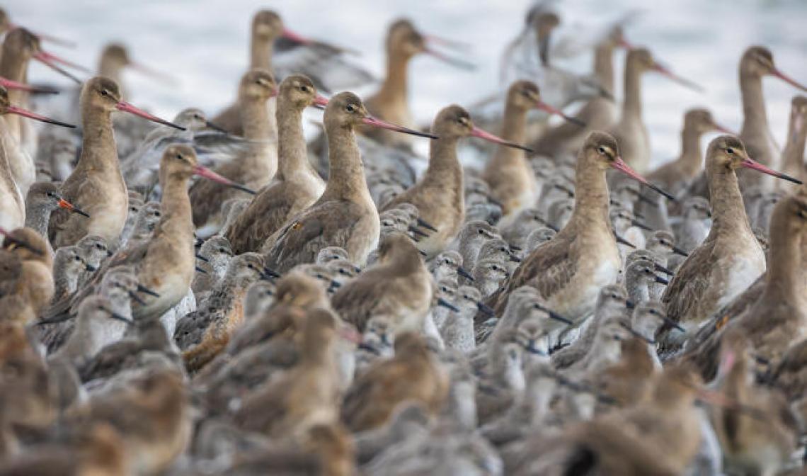 godák partfutókkal