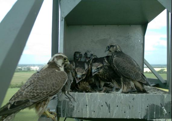 Kerecsensólyom fészek (Fénykép: Bagyura János - MME)